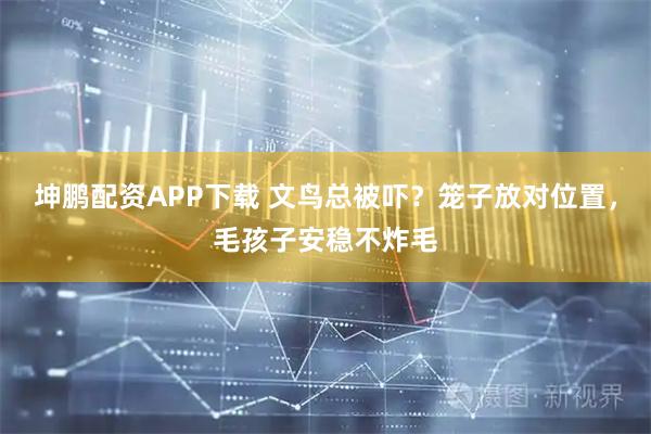 坤鹏配资APP下载 文鸟总被吓？笼子放对位置，毛孩子安稳不炸毛